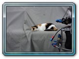 Patches - The shop cat